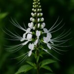 manfaat kumis kucing