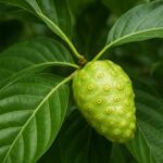 manfaat mengkudu untuk kesehatan